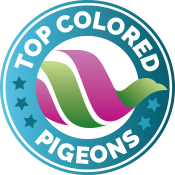 Top Colored Pigeons Logo