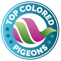 Top Colored Pigeons Logo